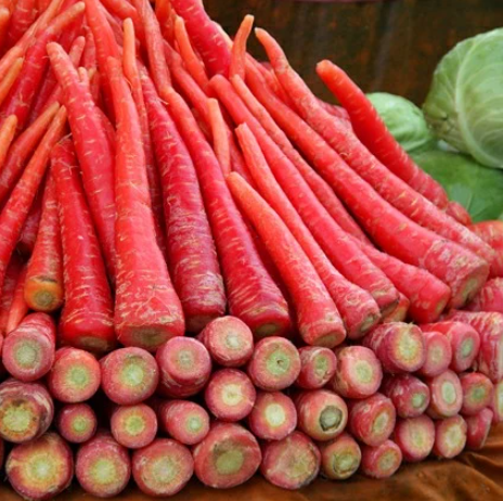 Fresh Mathania Red Carrots for Export